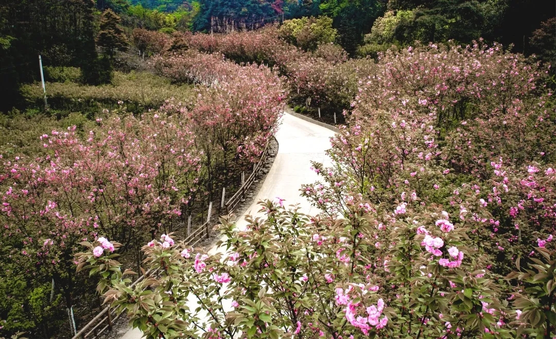 沙灣區軫溪鎮櫻花節2